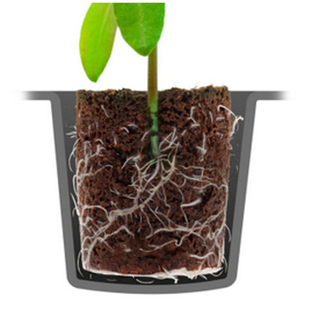 rootit-root-sponge-24-stk 1