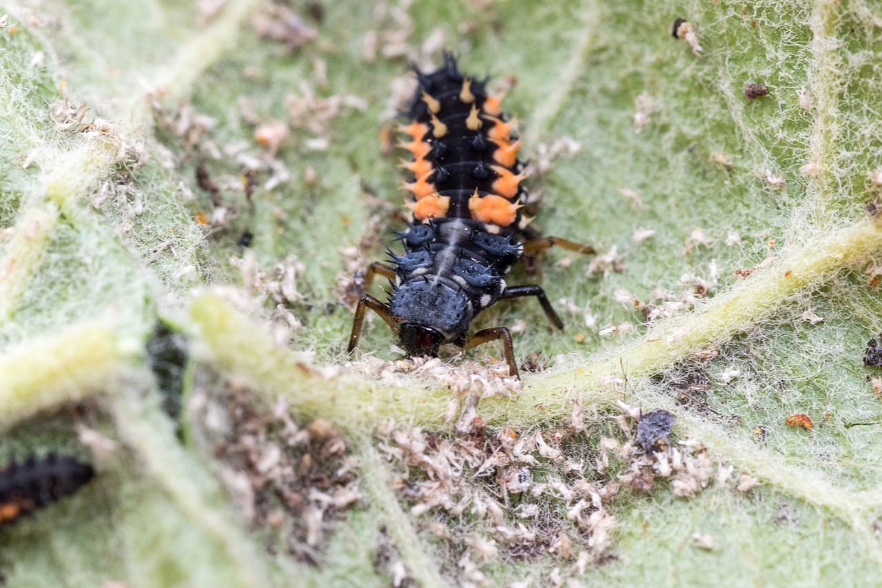 marienkafer-larva-5277767 1280