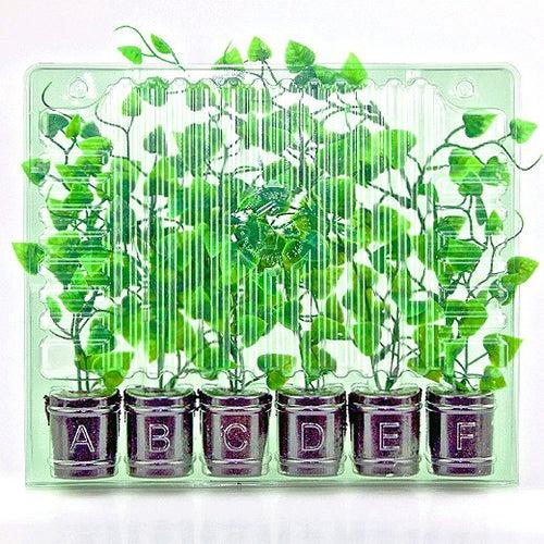 Versandbox fr Stecklinge 6stk bischofbergergardening.ch