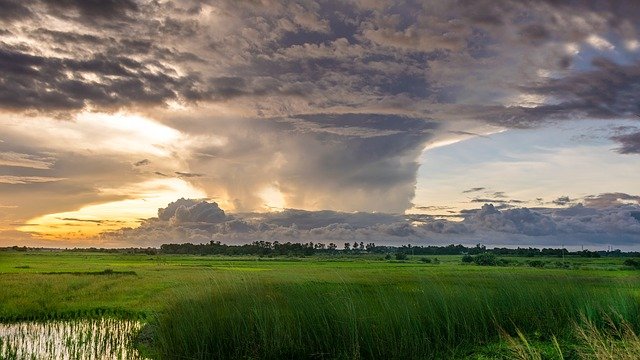 field-1571717 640