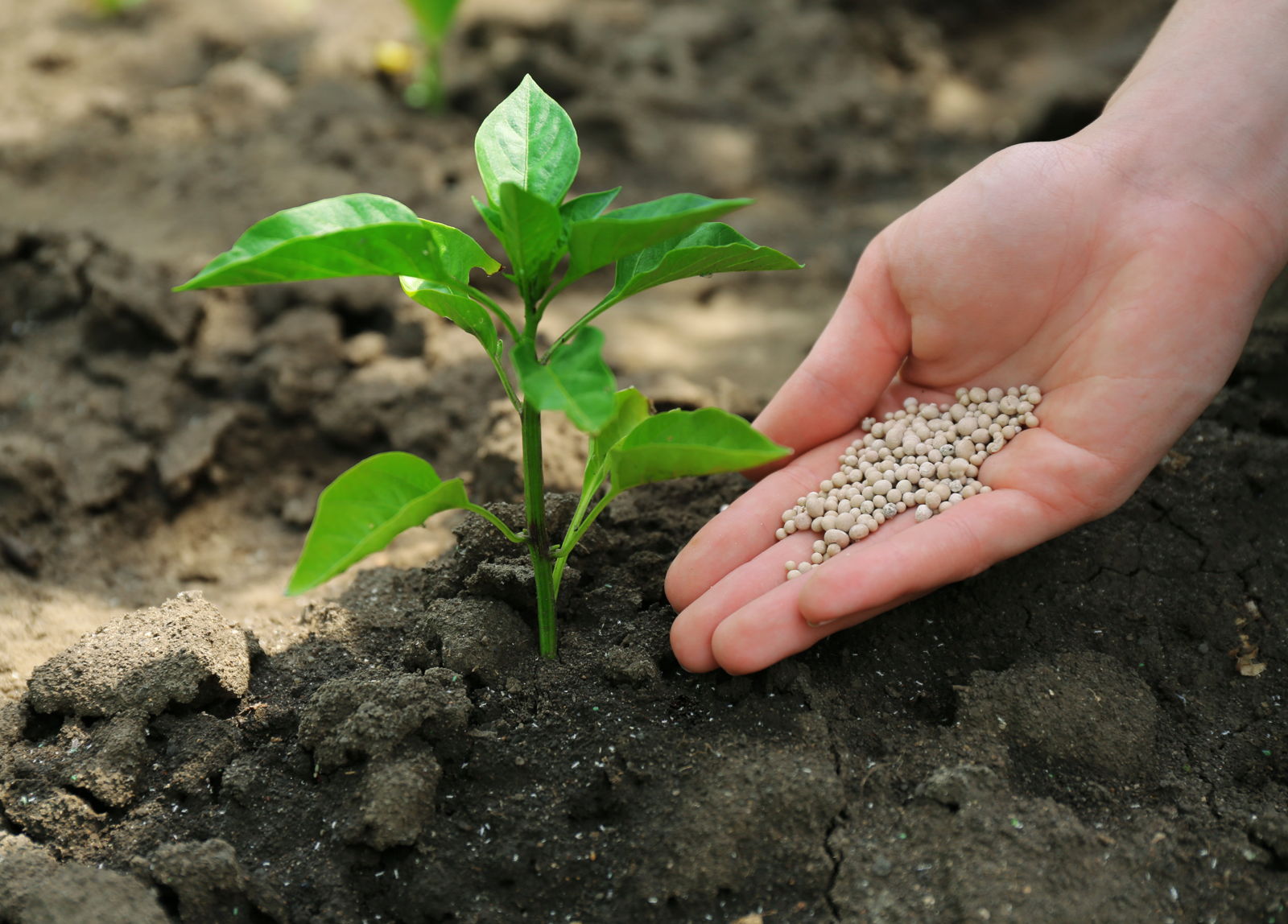 Pflanze-wird-gedüngt Bischofberger Gardening