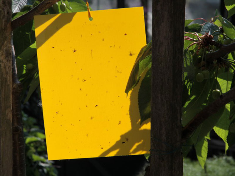 Insektentafeln