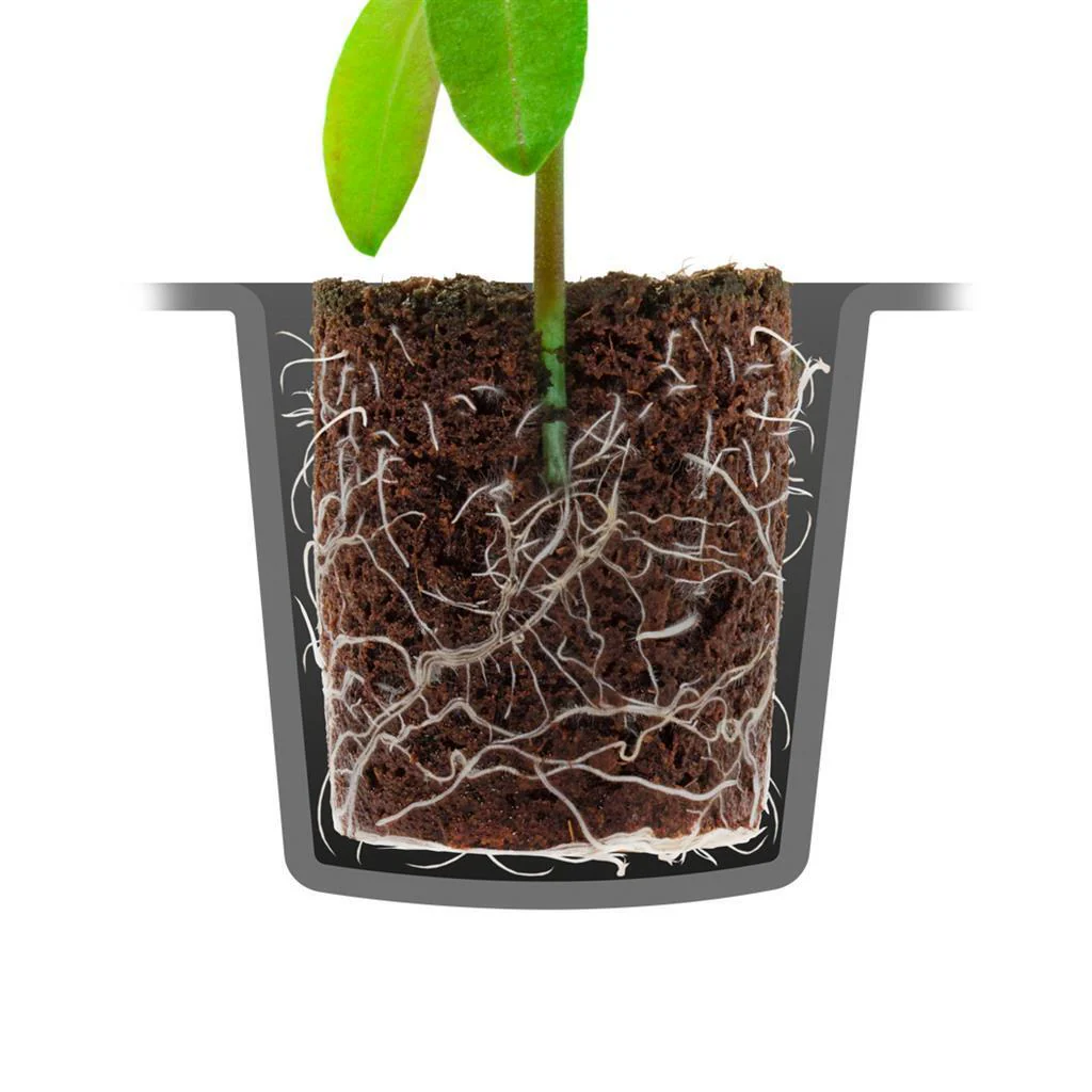 Root-First-Feed-250ml-bischofbergergardening.ch 1