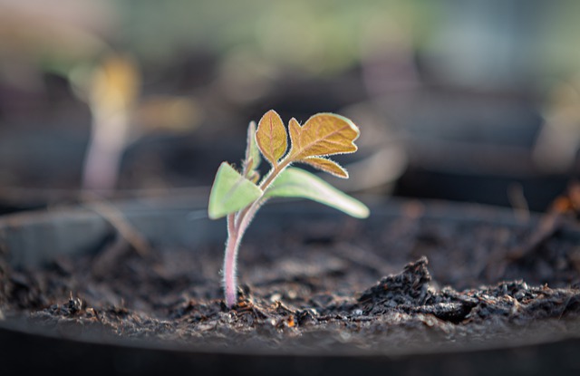 seedling-4933588 640
